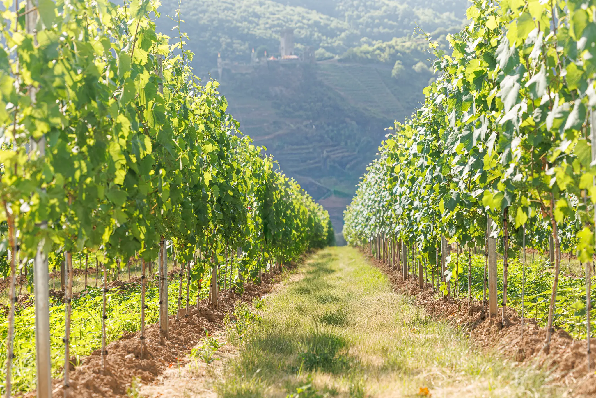 Weinbergreihen in Ellenz-Poltersdorf von Weingut Fuhrmann-Burg - Hintergrund Beilstein an der Mosel