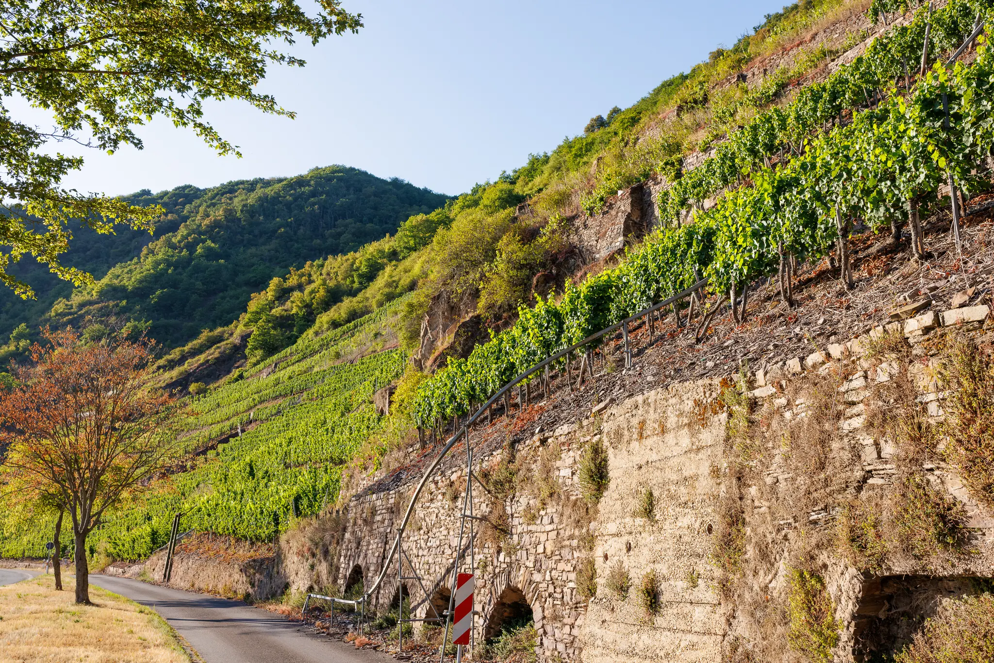 Nachhaltigkeit im Weingut Fuhrmann-Burg Ellenz - hier am steilen Weinberg am Calmont